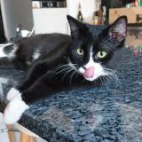 Photo de chat perdu à Koekelberg