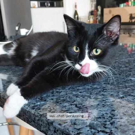 Photo 1/1 Matsa Chat perdu à Koekelberg