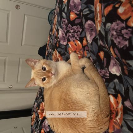 Photo 1/1 Polo Chat perdu à Lathrop