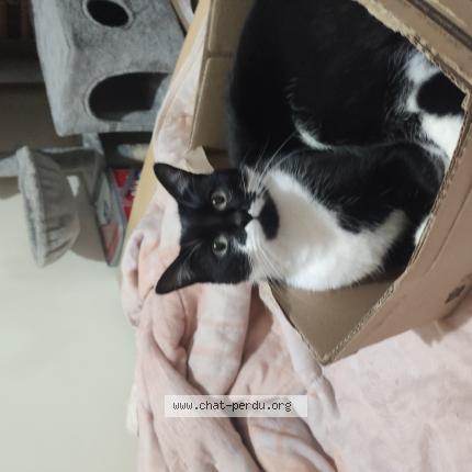 Photo 1/1 Chat retrouvé Perdu à Gien