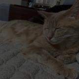 Photo de chat perdu à Koetzingue