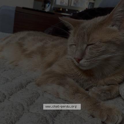 Photo 1/1 Tigrou Chat perdu à Koetzingue