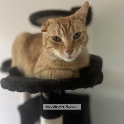 Photo 1/1 Mimi - Harry Chat perdu à Besancon