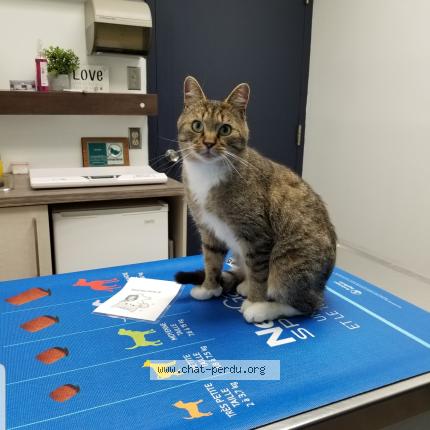 Photo 1/1 Chat retrouvé Perdu à Laval