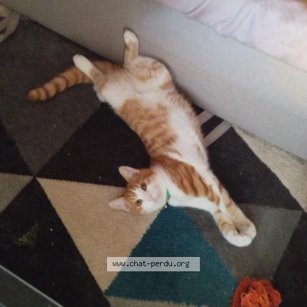 Photo de chat perdu à L Ile D Elle