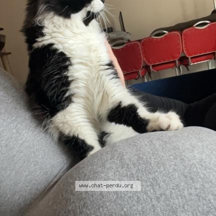 Photo de chat perdu à Bresles