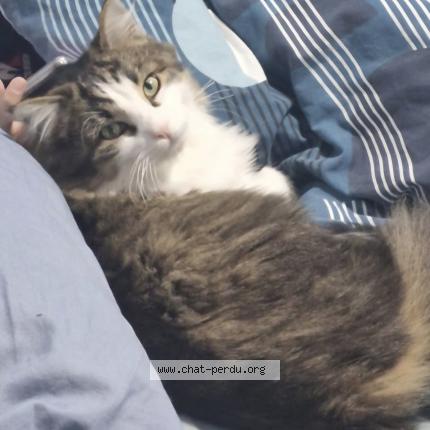 Photo 1/1 Woody Chat perdu à Viuz en sallaz