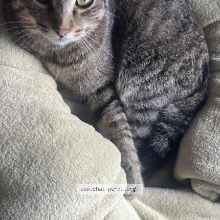 Photo 1/1 oreo Chat perdu à Saint nauphary