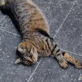 Photo de chat perdu à Bry Sur Marne