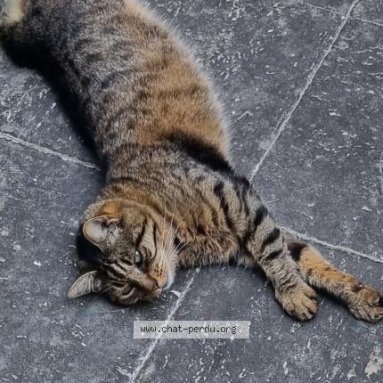 Photo 1/1 Mimie Chat perdu à Bry sur marne