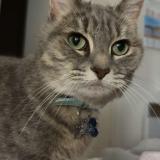 Photo de chat perdu à Lille Sud