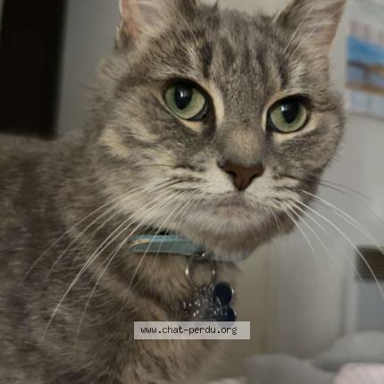 Photo 1/1 Louna Chat perdu à Lille sud
