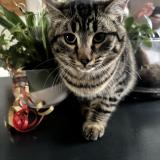 Photo de chat perdu à Vergt