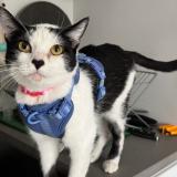 Photo de chat perdu à San Diego