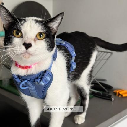 Photo 1/1 Marty Chat perdu à San diego