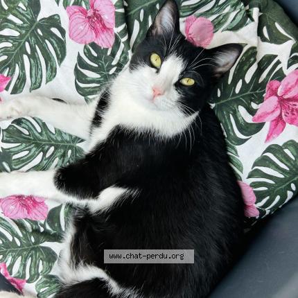 Photo 1/1 Yuki Chat perdu à Marseille