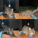 Photo de chat trouvé à Saint Andre