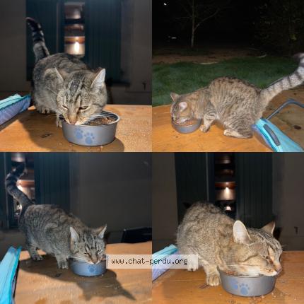 Photo 1/1 Chat trouvé Trouvé à Saint andre