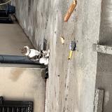 Photo de chat perdu à Sorede