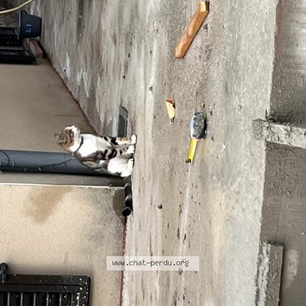 Photo 1/1 Beb Chat perdu à Sorede