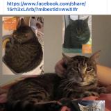 Photo de chat perdu à Saint Symphorien Sur Saone