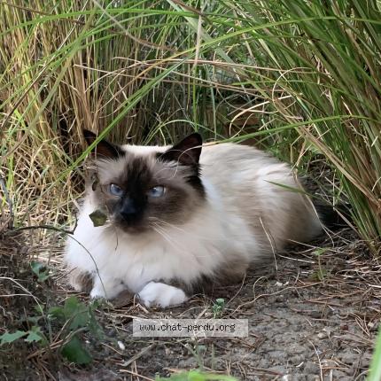 Photo 1/1 Chat retrouvé Perdu à Vanves