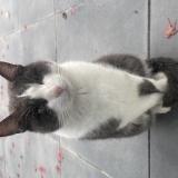 Photo de chat trouvé à Vertou