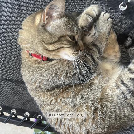 Photo 1/1 Alys Chat perdu à Lyon