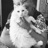 Photo de chat perdu à Treigny