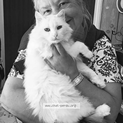 Photo 1/1 JUNON Chat perdu à Treigny