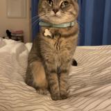 Photo de chat perdu à Lille