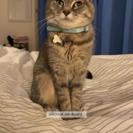 Photo 1/1 Louna Chat perdu à Lille