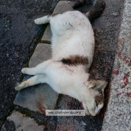 Photo 1/1 Chat trouvé Trouvé à Saumur