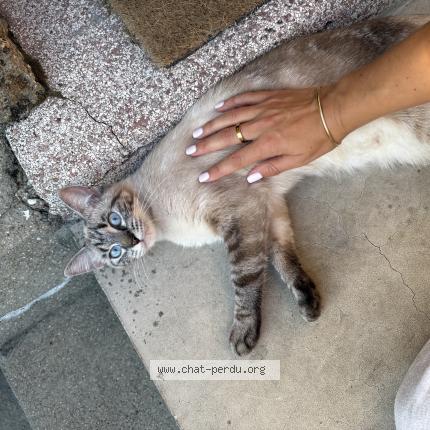 Photo 1/1 Chat retrouvé Perdu à Vitry Sur Seine