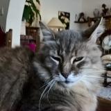 Photo de chat perdu à Nantes