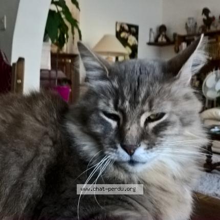 Photo 1/1 bambou Chat perdu à Nantes