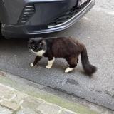 Photo de chat trouvé à Ixelles