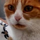 Photo de chat perdu à Hersin Coupigny