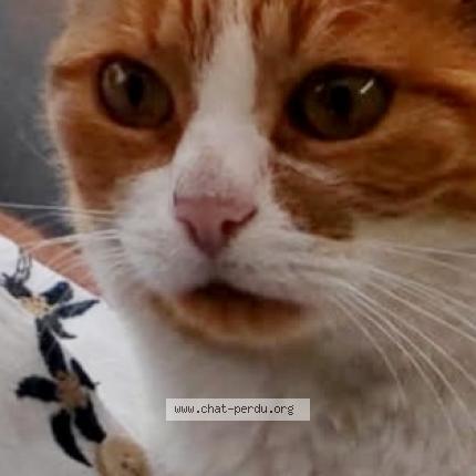 Photo 1/1 Iris Chat perdu à Hersin coupigny
