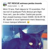 Photo de chat perdu à Craon