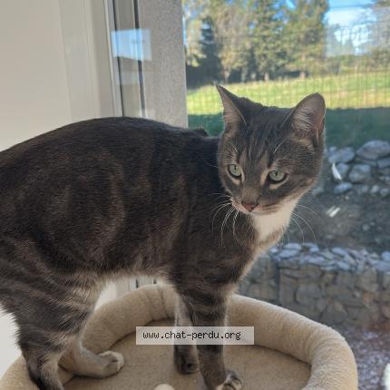 Photo 1/1 Poub’z Chat perdu à Saint pargoire