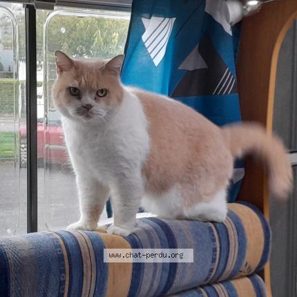 Photo 1/1 Hisati Chat perdu à Raon l etape