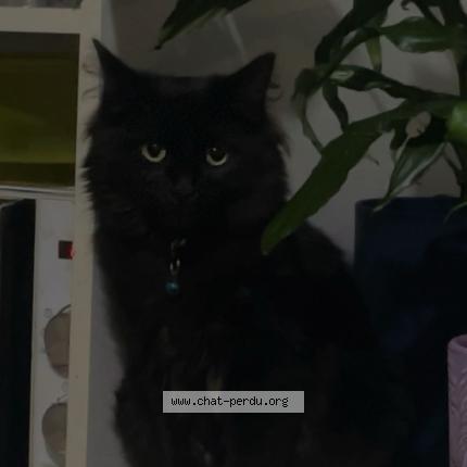 Photo 1/1 Oscar Chat perdu à L aiguillon sur vie