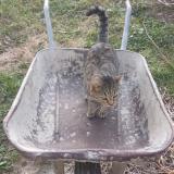 Photo de chat perdu à Erome