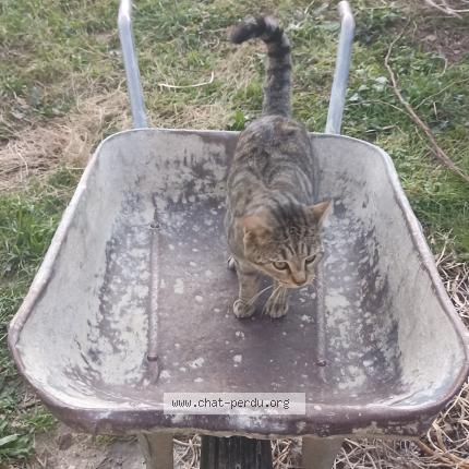 Photo 1/1 Croquette Chat perdu à Erome