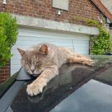 Photo de chat perdu à Chauny