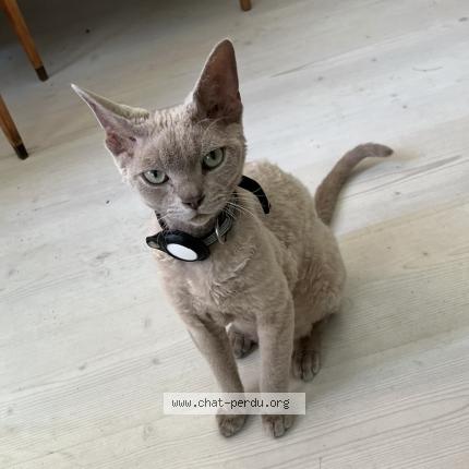 Photo 1/1 Guiness Chat perdu à La neuveville