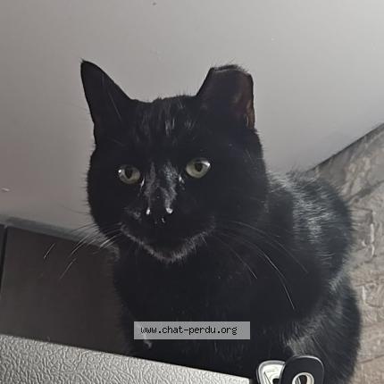 Photo 1/1 Chat retrouvé Perdu à St Hubert