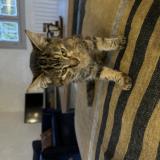 Photo de chat trouvé à Ahetze