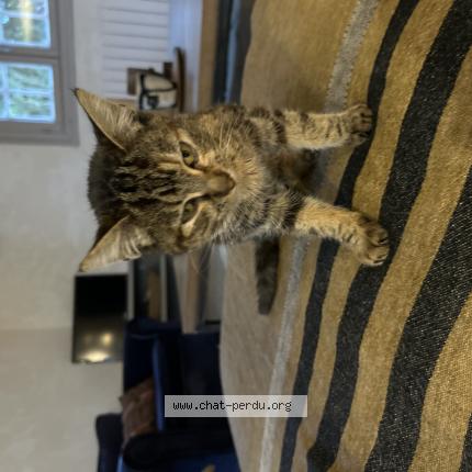 Photo 1/1 Chat trouvé Trouvé à Ahetze